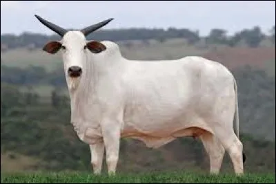 What is the name of this breed ?