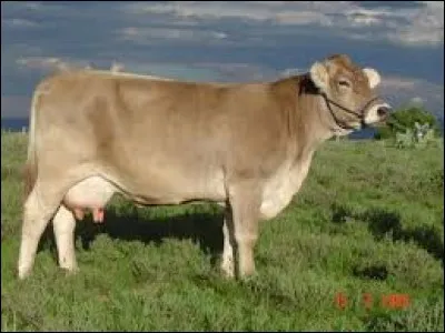 What is the name of this breed ?