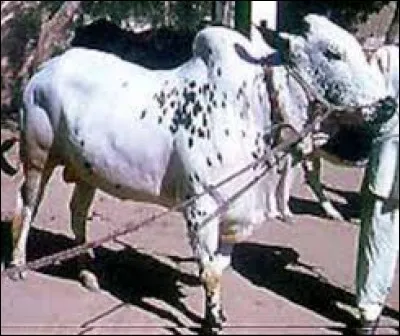 What is the name of this breed ?