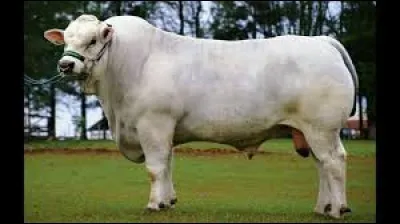 What is the name of this breed ?