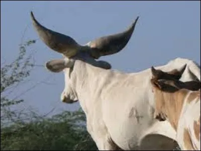 What is the name of this breed ?