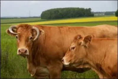 What is the name of this breed ?