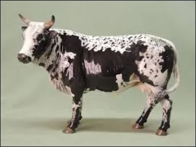 What is the name of this breed ?