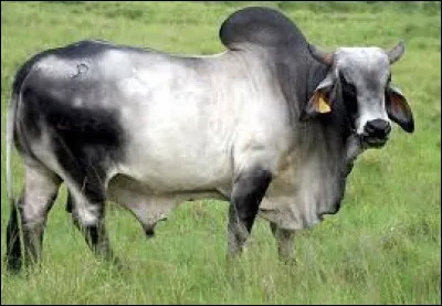 What is the name of this breed ?