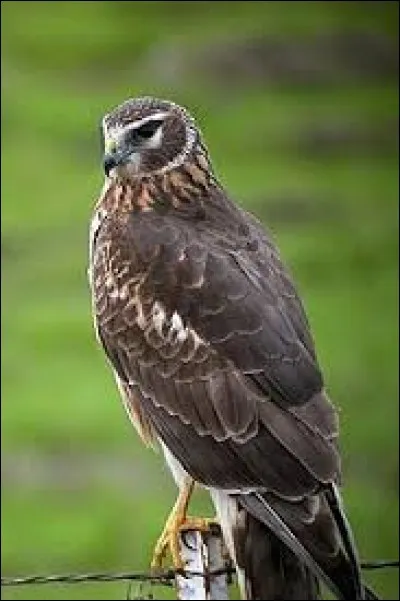 What is the name of this raptor ?