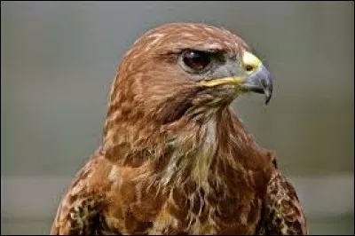 What is the name of this raptor ?