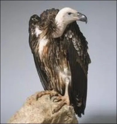 What is the name of this raptor ?