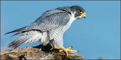 What is the name of this raptor ?