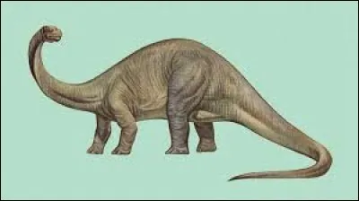 What is the name of this dinosaur ?