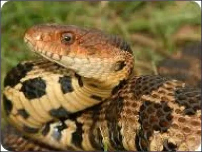 What is the name of this snake ?