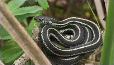 What is the name of this snake ?