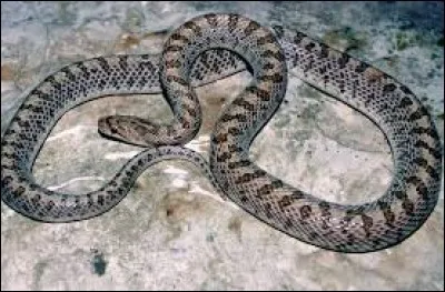 What is the name of this snake ?