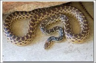 What is the name of this snake ?