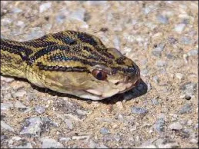 What is the name of this snake ?