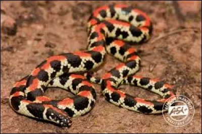 What is the name of this snake ?