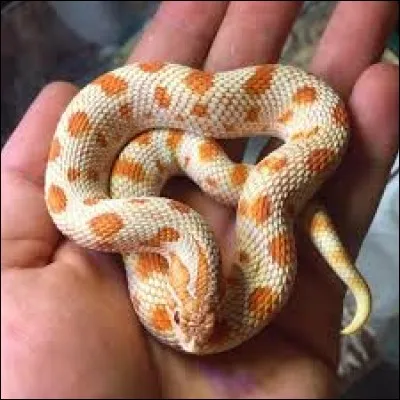 What is the name of this snake ?