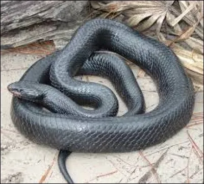 What is the name of this snake ?