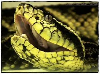What is the name of this snake ?
