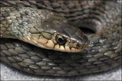 What is the name of this snake ?