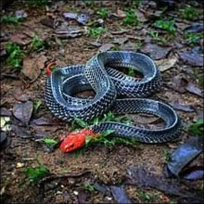 What is the name of this snake ?