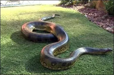 What is the name of this snake ?