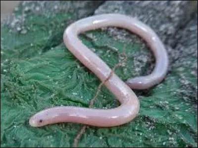 What is the name of this snake ?