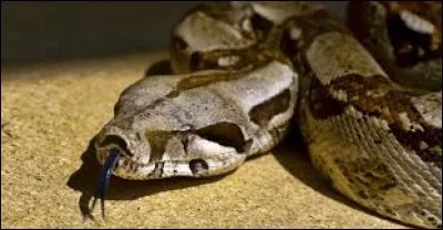 What is the name of this snake ?