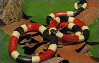 What is the name of this snake ?