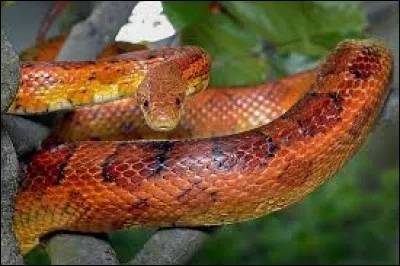 What is the name of this snake ?