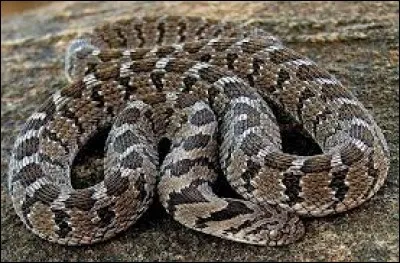 What is the name of this snake ?