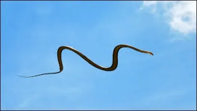 What is the name of this snake ?