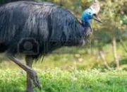 Quiz Animaux étranges (3)