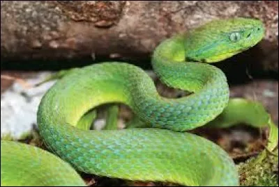 What is the name this this reptile ?