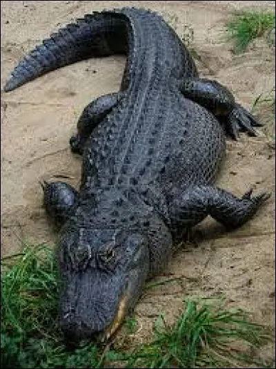 What is the name this this reptile ?