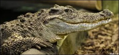 What is the name this this reptile ?