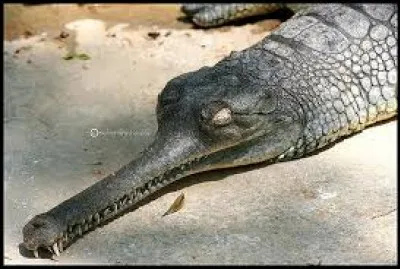 What is the name this this reptile ?