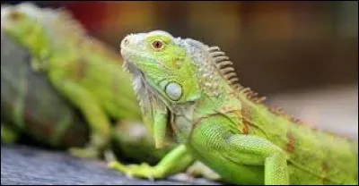 What is the name this this reptile ?