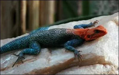 What is the name this this reptile ?