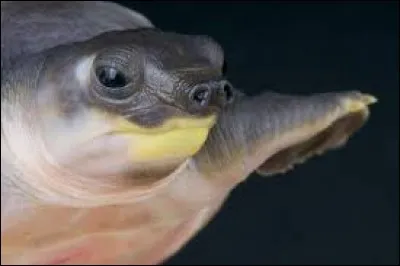 What is the name this this reptile ?