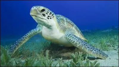 What is the name this this reptile ?