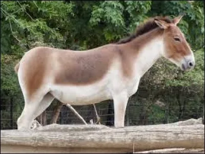 What is the name of this animal ?