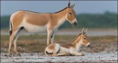 What is the name of this animal ?