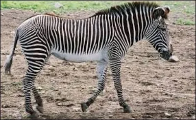 What is the name of this animal ?