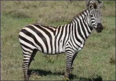 What is the name of this animal ?