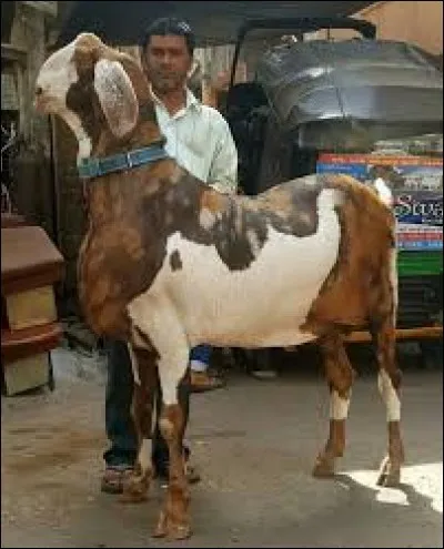 What is the name of this animal ?