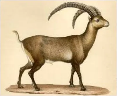 What is the name of this animal ?