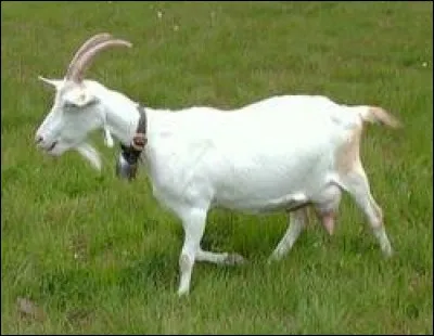 What is the name of this animal ?