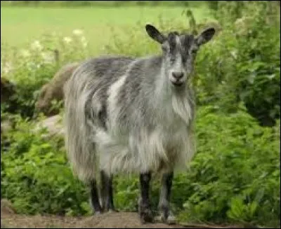 What is the name of this animal ?