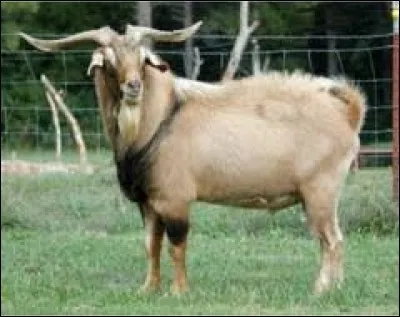 What is the name of this animal ?