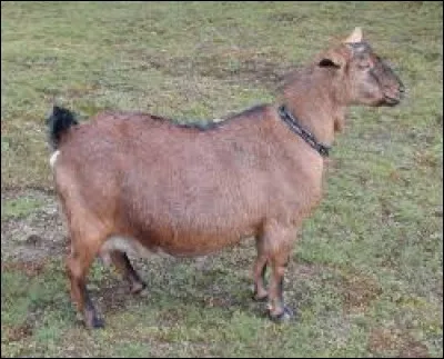 What is the name of this animal ?